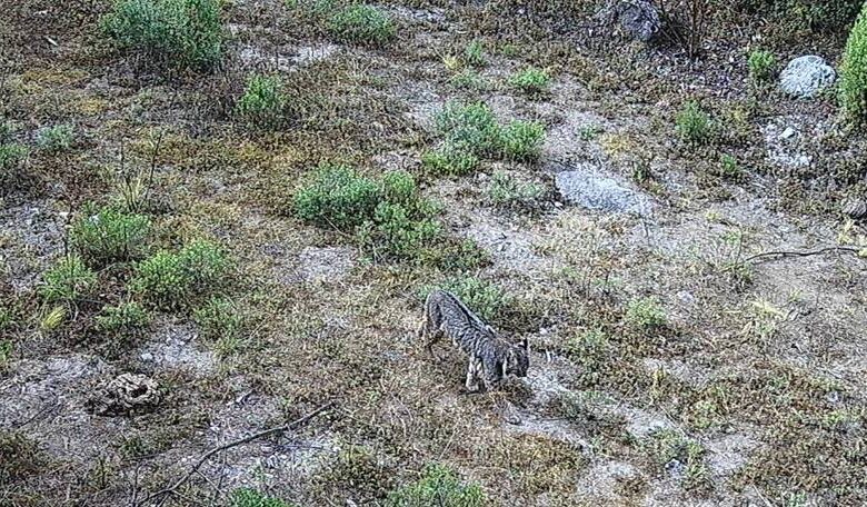 Reaparece lince en el Desierto de los Leones; se creía extinto de la CDMX