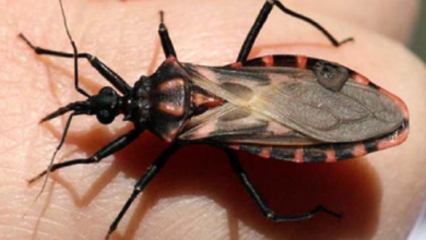 México sí cuenta con medicamentos para el Chagas