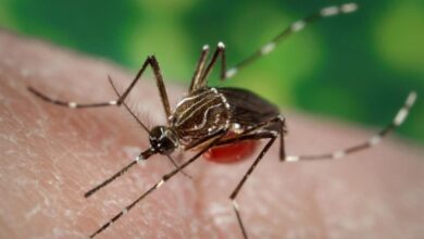 Detectan nueva variante del zika; sería más peligrosa