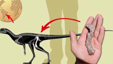 Hallan al dinosaurio más antiguo de Sudamérica