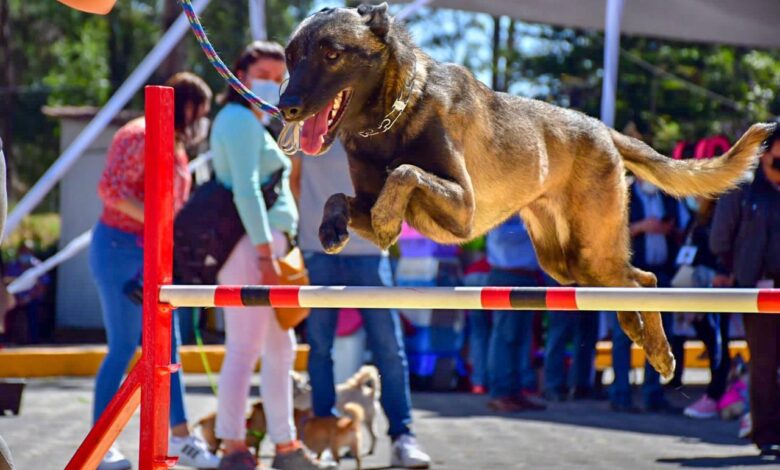 Conoce el parque canino mas grande de la CDMX