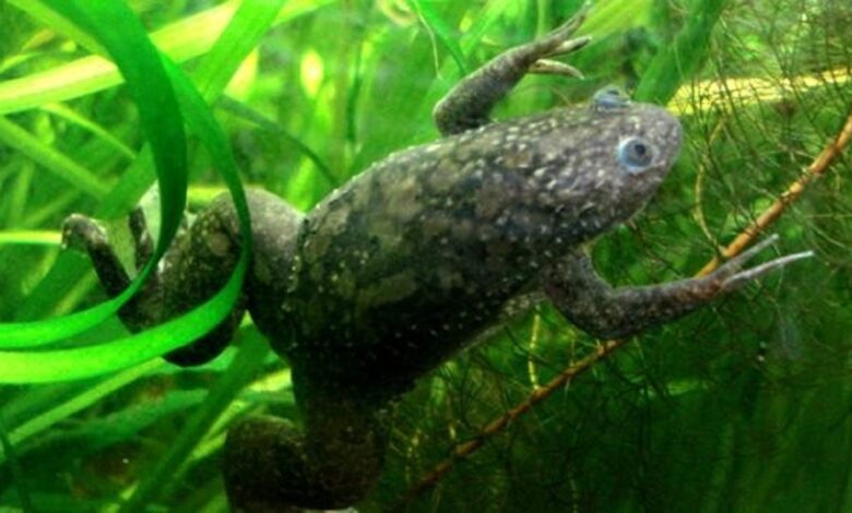 Crean hidrogel para regenerar extremidades de ranas