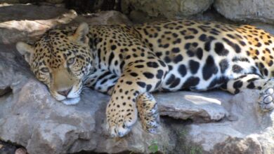 Aumenta 20% la población de jaguar en selvas mexicanas