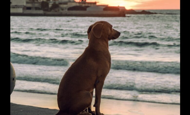 Perrito encuentra la paz mental y se vuelve viral