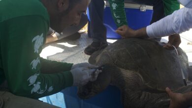 Estudian cinco especies de tortuga marina en peligro de extinción en Sinaloa