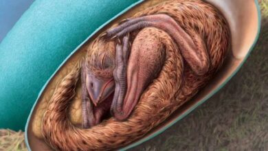 Hallan fósil de embrión de dinosaurio que estaba a punto de nacer