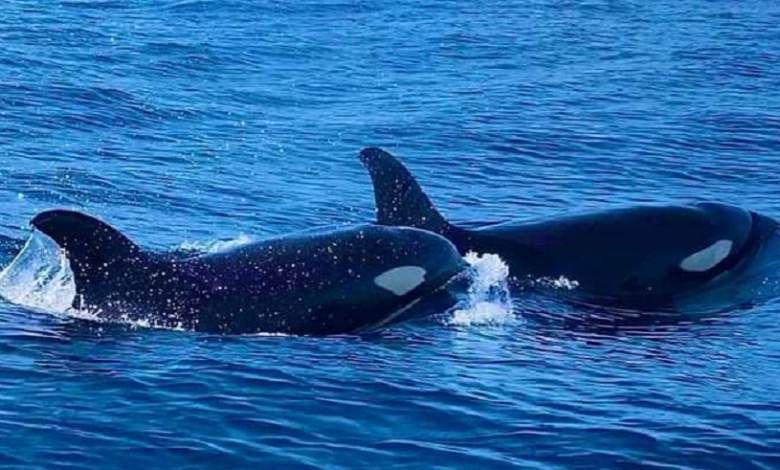 Avistan orcas en Zipolite, Oaxaca