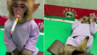 Video: Zoológico indigna en redes por grabar un mono fumando cigarro