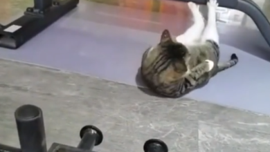 Gatito es captado en un gimnasio haciendo abdominales