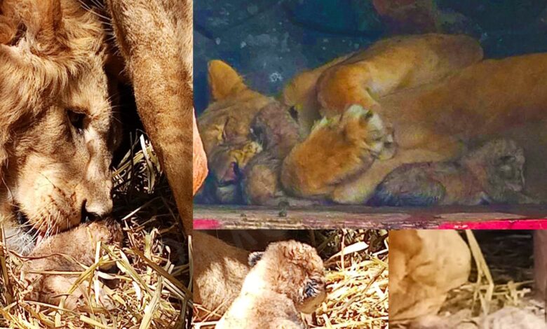 Nacen leones en la UMA del Río Orizaba; Chinameca y Príncipe son los padres