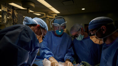 Realizan con éxito el primer trasplante de riñón de cerdo a un ser humano