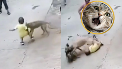 VIDEO: Súper perro salva a niño del ataque de otro perro