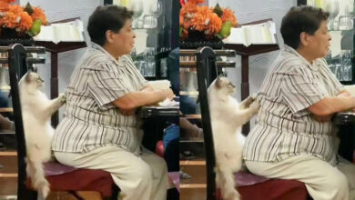 Gato da masaje a abuelita y se hace viral