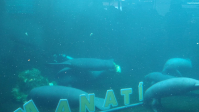 Celebran el Día del Manatí en el Acuario de Veracruz