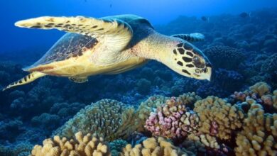 IPN desarrolla sistema de reconocimiento de tortugas marinas para su conservación
