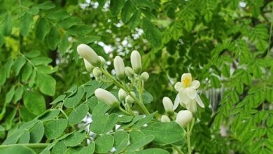 Analizan el uso de moringa para reducir metano en la ganadería