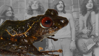 Científicos descubren una nueva especie de rana y la nombran “Led Zeppelin”