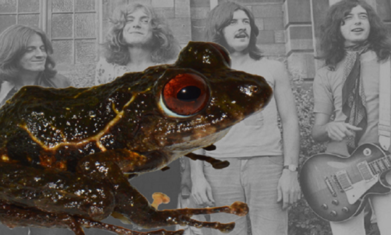 Científicos descubren una nueva especie de rana y la nombran “Led Zeppelin”