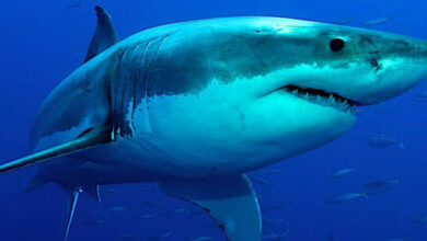 Calentamiento oceánico amenaza la reproducción de los tiburones