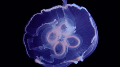 Descubren la clave de la velocidad de las medusas; podría usarse en vehículos