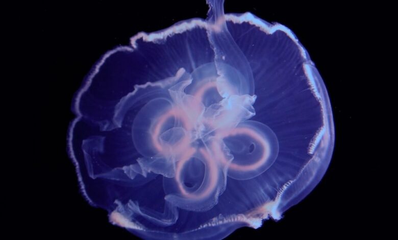 Descubren la clave de la velocidad de las medusas; podría usarse en vehículos