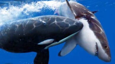Tiburones blancos desaparecen de Sudáfrica por la llegada de orcas asesinas