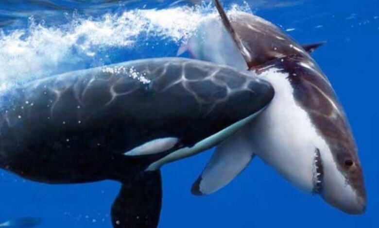 Tiburones blancos desaparecen de Sudáfrica por la llegada de orcas asesinas