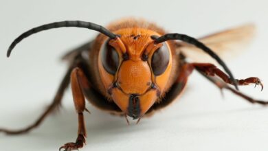 ¿El avispón asiático gigante llegó a México? Conabio responde