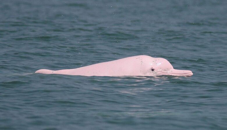 Delfines rosados vuelven a Hong Kong por el coronavirus