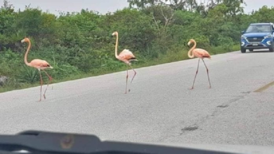 Flamingos invaden carreteras de Yucatán