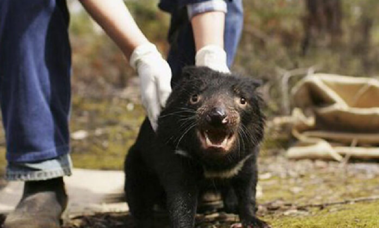 Demonio de Tasmania regresa por primera vez en 3 mil años a Australia