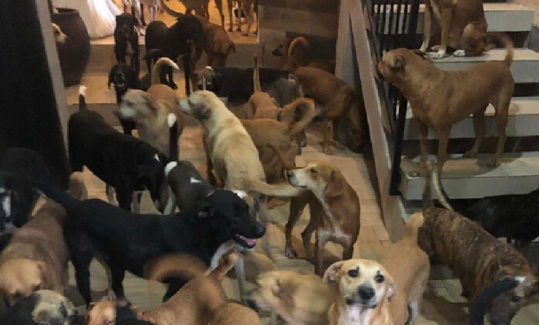 Por huracán “Delta”, hombre resguarda a 300 perros callejeros en su casa