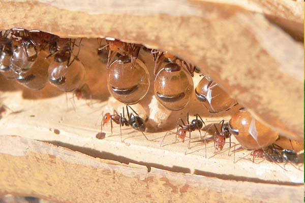 En Singapur abren tienda que vende hormigas como mascotas