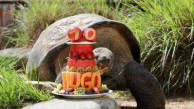 Hugo, la tortuga más vieja de los Galápagos, cumplió 70 años