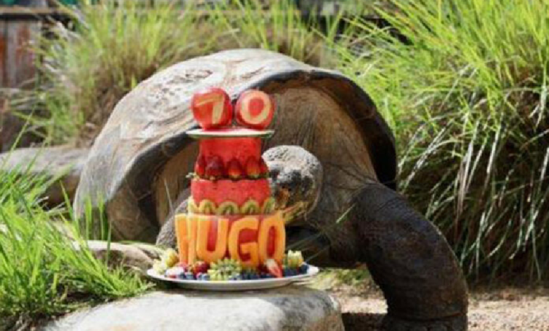 Hugo, la tortuga más vieja de los Galápagos, cumplió 70 años