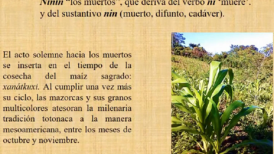 Celebración totonaca de Día de Muertos se vincula con la cosecha del maíz