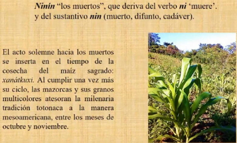 Celebración totonaca de Día de Muertos se vincula con la cosecha del maíz