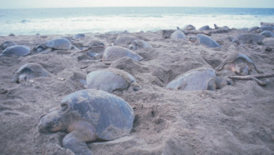 Miles de tortugas llegan a playas de Oaxaca para anidar