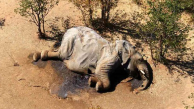 Bacteria provoca la muerte de más de 300 elefantes en África