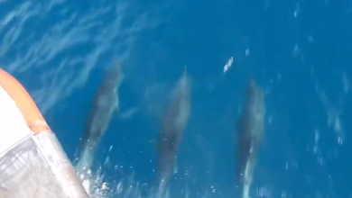 VIDEO: Captan a delfines ‘tomados de las aletas’ mientras nadan