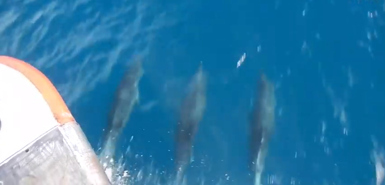 VIDEO: Captan a delfines ‘tomados de las aletas’ mientras nadan