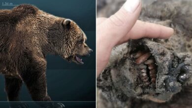 Encuentran restos conservados del Oso de las Cavernas…!De hace 15 mil años!