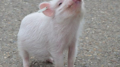 Video: Cerdito pasea por Tokio balanceando sobre una pelota