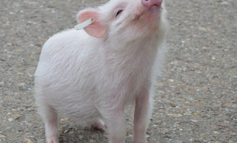 Video: Cerdito pasea por Tokio balanceando sobre una pelota