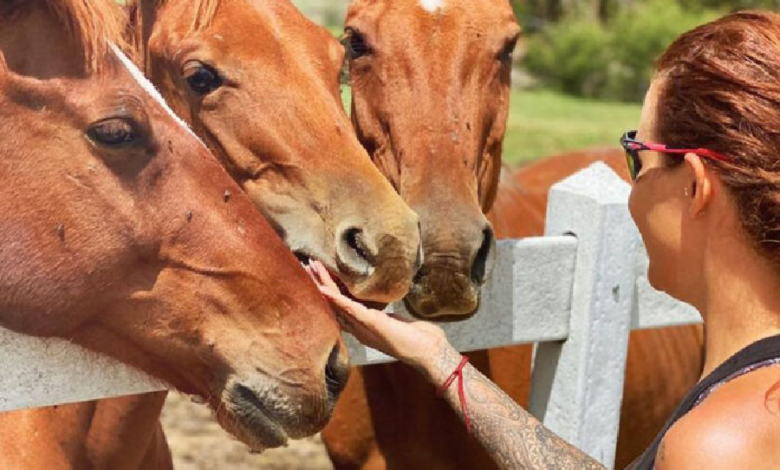 El éxito de “Cuacolandia” es rehabilitar a caballos maltratados