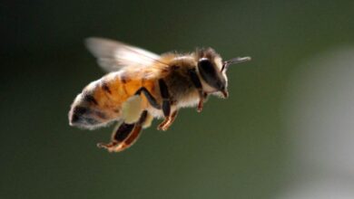 Veneno de abeja ayuda a destruir células de cáncer de mama