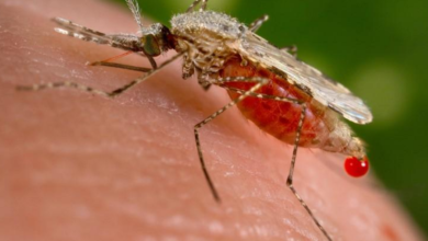 Mosquitos son resistentes a insecticida contra la malaria