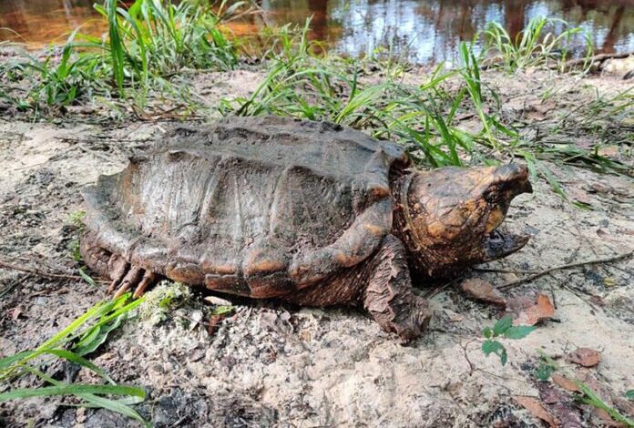 Descubren especie «rara» de tortuga