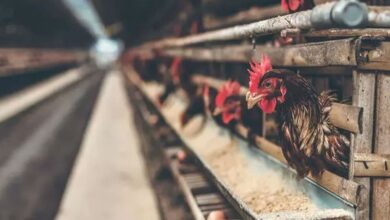 Descubren coronavirus en alitas de pollo importadas de Brasil