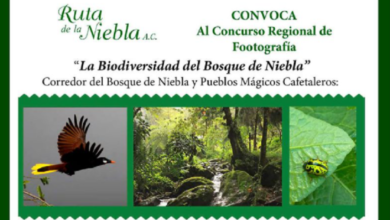 Convocan a concurso de fotografía «La biodiversidad del Bosque de Niebla»